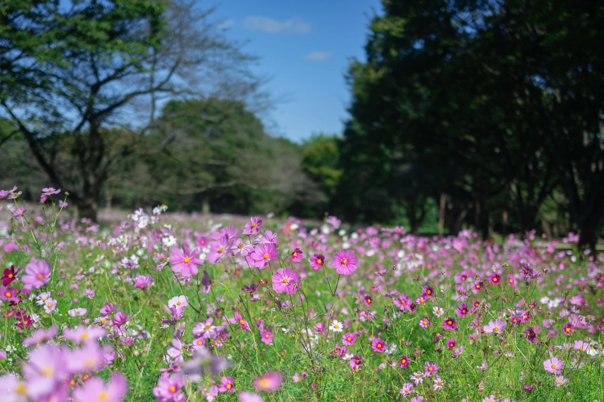 国営昭和記念公園　　　　　　　 コスモスまつり2025